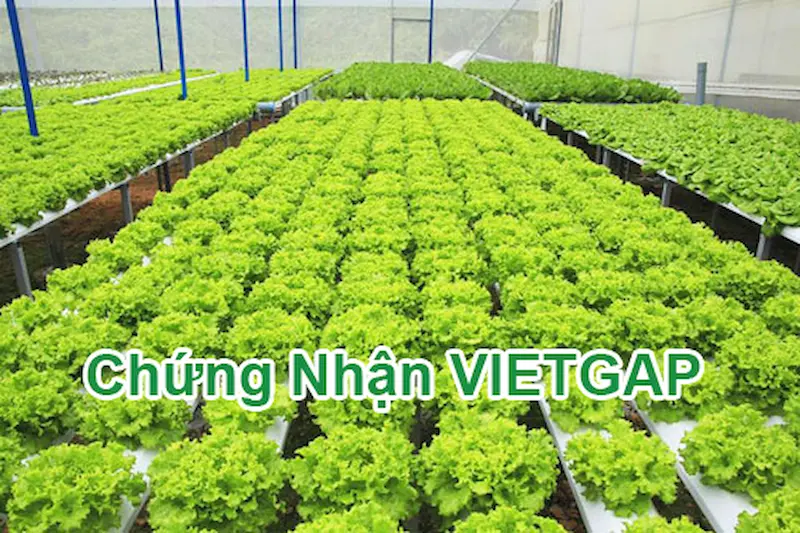 chung-nhan-vietgap