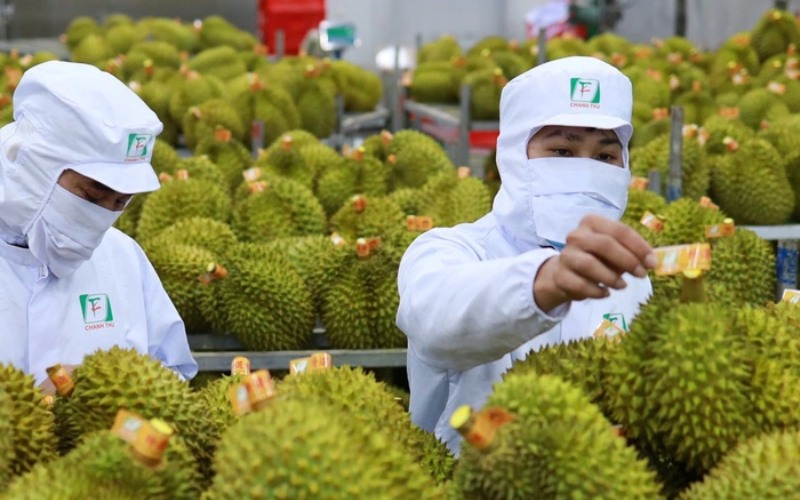 Kế hoạch thí điểm truy xuất nguồn gốc quả sầu riêng của bộ Nông Nghiệp và Môi Trường