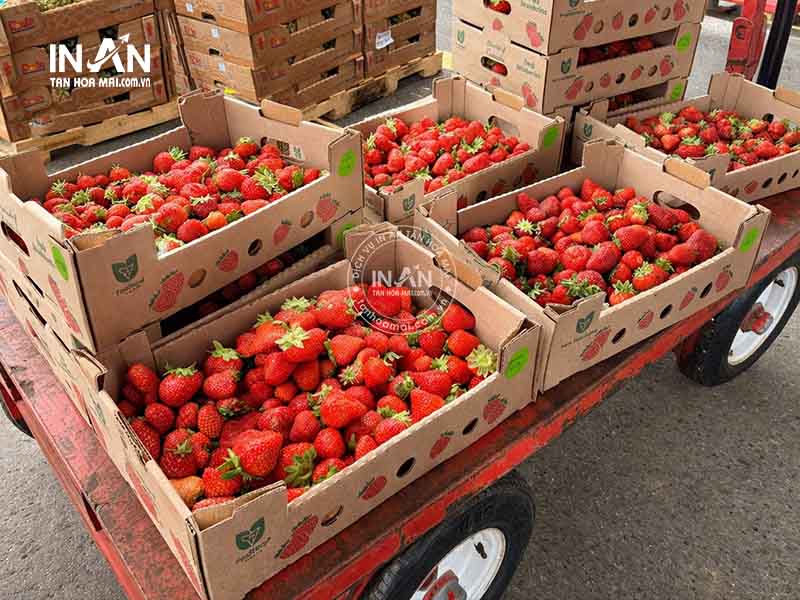 Hop-giay-dung-dau-tay-tan-hoa-mai-13